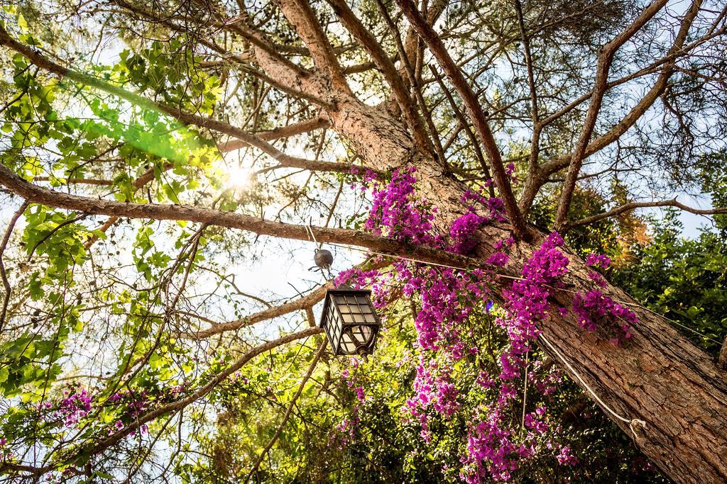 Secret Garden Hotel & Bungalows Çıralı Luaran gambar